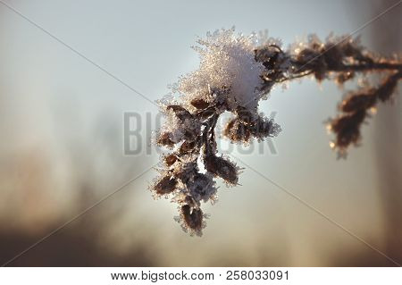 Spikelet, Covered With Ice And Snow On A Winter Background