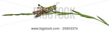 Grillo su un'erba davanti a sfondo bianco