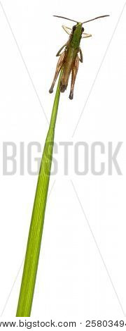 Heuschrecke an einem Gras in front of white background