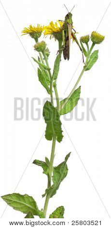 Grillo su un dente di Leone davanti a sfondo bianco