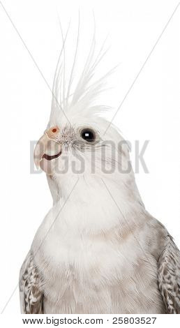 weibliche Nymphensittich, Nymphicus Hollandicus, in front of white background