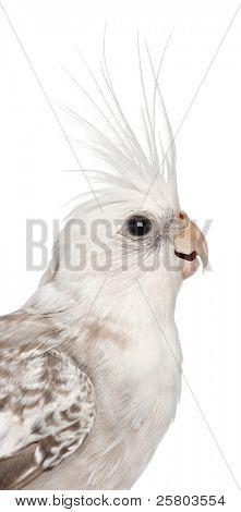 Weibliche Nymphensittich Nymphicus Hollandicus, vor weißem Hintergrund