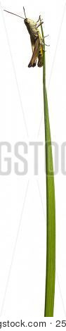 Heuschrecke an einem Gras in front of white background