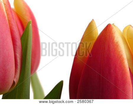 Tulipány