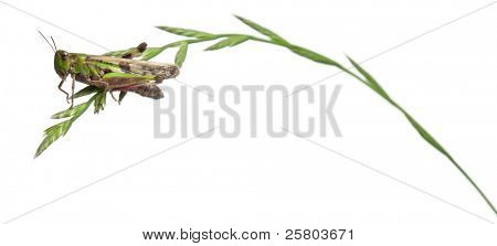 Grillo su un'erba davanti a sfondo bianco
