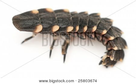 gemeinsame Glow Worm Europas, Lampyris Noctiluca in front of white background