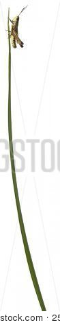 Heuschrecke auf einem Gras-Klinge vor weißem Hintergrund