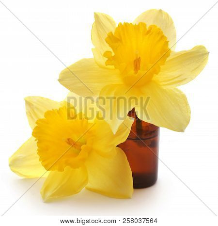 Flower Daffodil With Essential Oil In A Glass Bottle Over White Background
