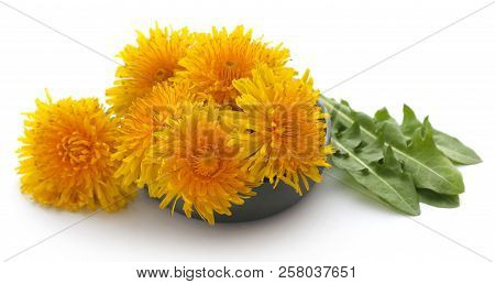 Closeup Of Medicinal Dandelion Over White Background
