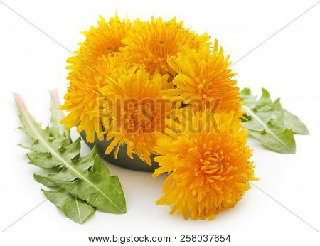 Medicinal Dandelion With Green Leaves Over White Background