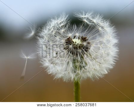 Close Up Of Dandelion Seeds Outdoor Nature
