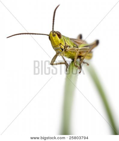 Heuschrecke an einem Gras in front of white background