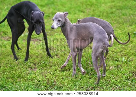 Leverette Dog Black And Gray Against The Background Of Grass Clo