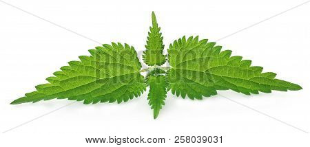 Closeup Of Nettle Leaves Isolated Over White Background