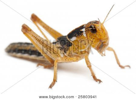 Asian Cricket davanti a sfondo bianco