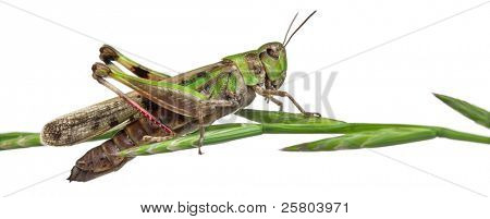 Grillo su un'erba davanti a sfondo bianco