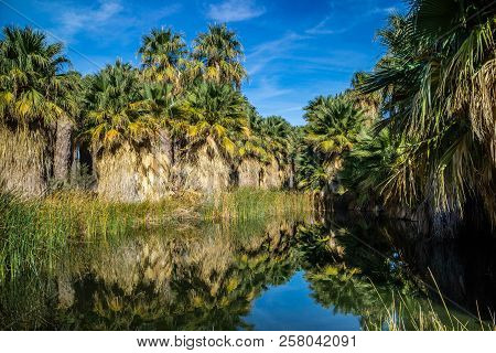 Simone Pond At Mccallum Grove In Palm Spring, California