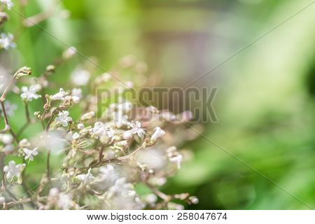 Small White Flowers On A Natural Green Background, Soft Focus, Vintage Style