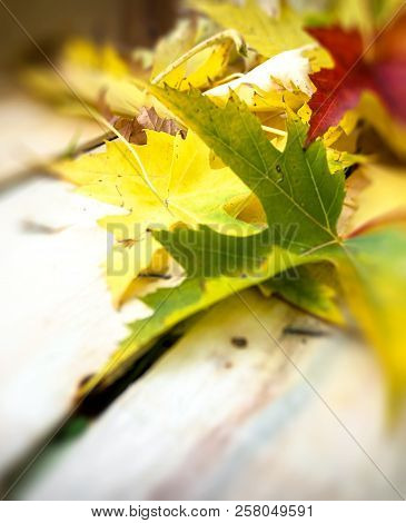 Autumn Leaves Abstract Closeup With Copy Space. Ideal For Your Crative Background.