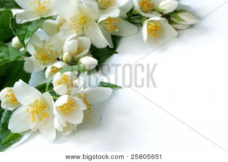 cornice fiore