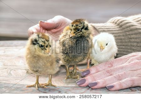 Chicks, Young Chickens On Table Playing With Woman Hands