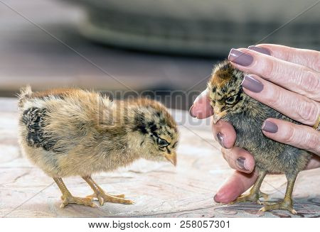 Chicks, Young Chickens On Table Playing With Hands