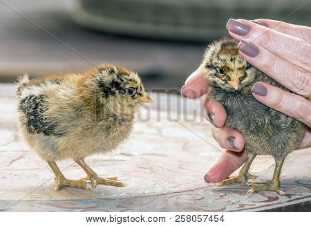 Chicks, Young Chickens On Table Playing With Woman