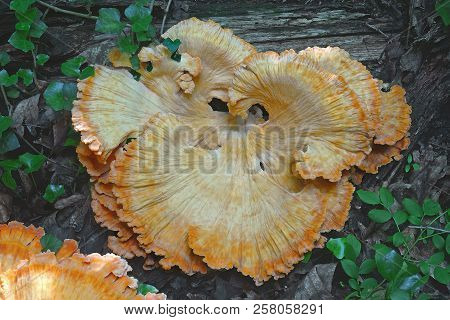 Chicken On The Woods Fungus.