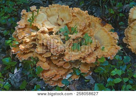 Chicken On The Woods Fungus.