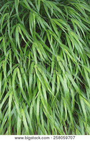 Japanese Forest Grass.
