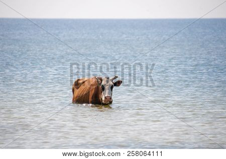 Cow Walking On The Luxury White Sand Beach