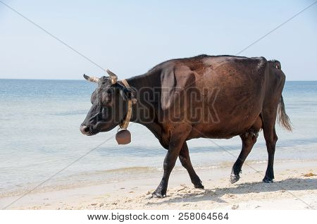 Cow Walking On The Luxury White Sand Beach