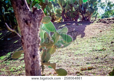 Day In Forest Of Oujda In Summer 2018