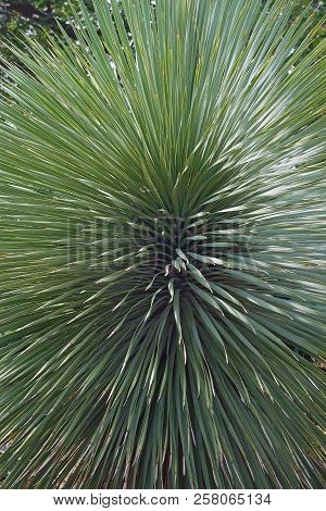 Beaked Yucca (yucca Rostrata). Called Big Bend Yucca Also.