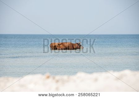 Cow Walking On The Luxury White Sand Beach