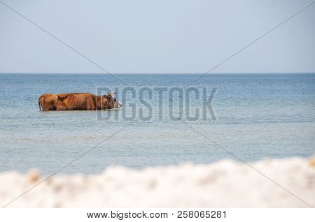 Cow Walking On The Luxury White Sand Beach