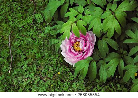 Big Blooming Red Peony Flower In Spring. Happy 8th March Day Gift With Copyspase
