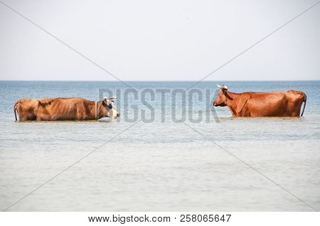 Cow Walking On The Luxury White Sand Beach