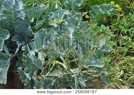 Sea Kale (crambe Maritima). Called Sea Cole, Seakale, Sea Colewort And Cramble Aslo.