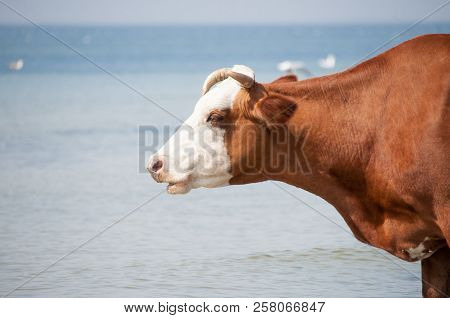 Cow Walking On The Luxury White Sand Beach