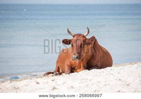 Cow Walking On The Luxury White Sand Beach