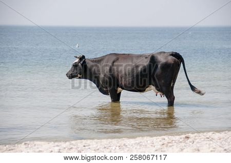 Cow Walking On The Luxury White Sand Beach