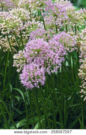 Millenium Ornamental Onion (allium X Millenium). Called Millenium Flowering Onion Also. Hybrid Varie