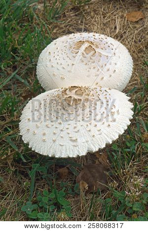 False Parasol Mushroom (chlorophyllum Molybdites). Called Green-spored Lepiota And Vomiter Also.