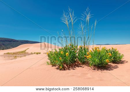 Yellow Flowers In The Sand Dunes Of The Desert, Coral Pink Sand Dunes State Park, Kanab, Utah.