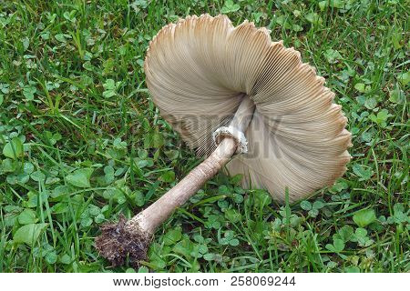 False Parasol Mushroom (chlorophyllum Molybdites). Called Green-spored Lepiota And Vomiter Also.