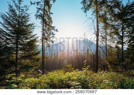 Tatra National Park, Poland. Sunrise Above Summer Mountain And Forest Landscape. Sun Sunshine With S