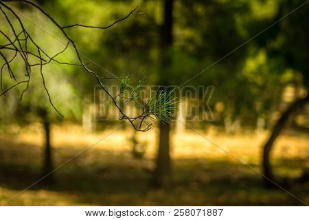 Day In The Forest