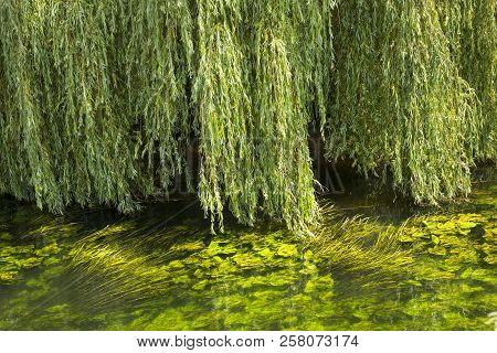 Weeping Willow