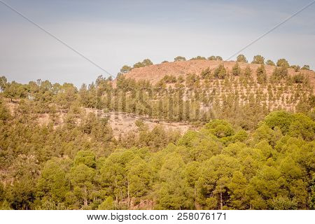 Day In The Forest